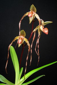 Paphiopedilum Lefty Kei Monsoon Goddess FCC/AOS 90 pts.